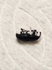 Sphenophorus cariosus
