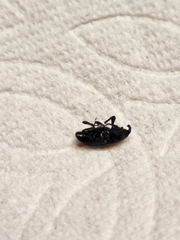 Sphenophorus cariosus