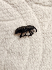 Sphenophorus cariosus
