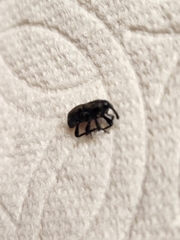 Sphenophorus cariosus