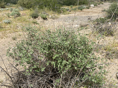 Bahiopsis microphylla