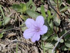 Ruellia caroliniensis heteromorpha