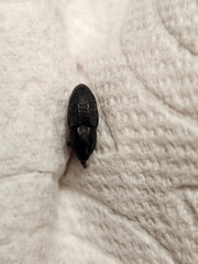 Sphenophorus cariosus