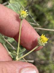 Bahiopsis microphylla