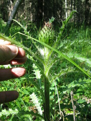 Cirsium drummondii