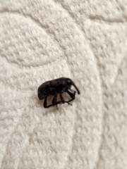 Sphenophorus cariosus
