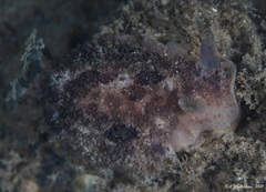 Discodorididae