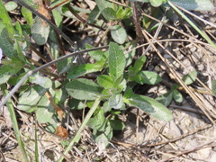 Ruellia caroliniensis heteromorpha