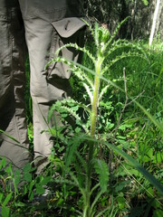 Cirsium drummondii