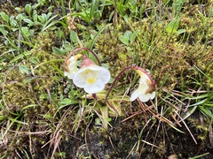 Pinguicula alpina