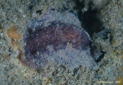 Dendrodoris