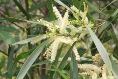 Acacia maidenii