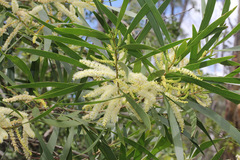Acacia maidenii