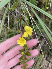 Hibbertia truncata