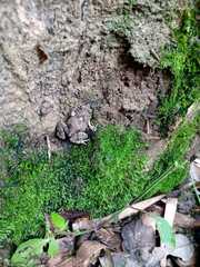Anura