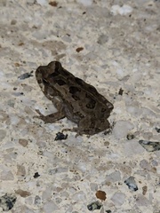 Rhinella marina