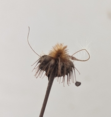 Geum canadense