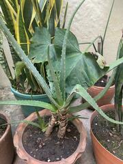 Aloe