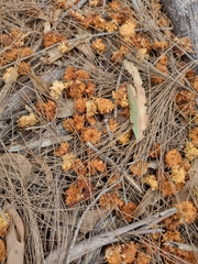 Calyptorhynchus lathami