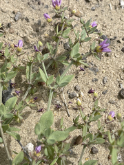 Fagonia laevis