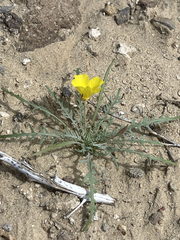 Eulobus sceptrostigma