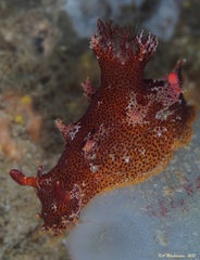 Plocamopherus imperialis