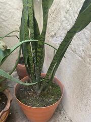Sansevieria