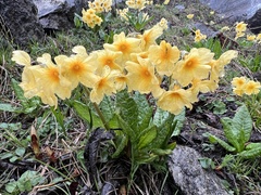 Primula strumosa