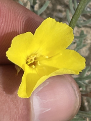 Eulobus sceptrostigma