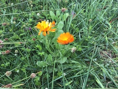 Calendula
