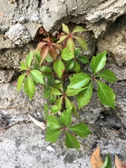 Parthenocissus quinquefolia