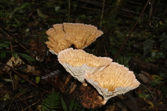 Cymatoderma