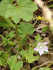 Malva nicaeensis