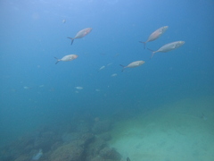 Caranx caballus
