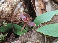 Chiloglottis triceratops