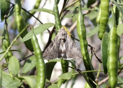 Melipotis jucunda