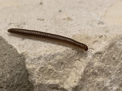 Orthoporus texicolens