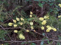 Acacia verticillata verticillata