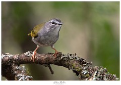 Myiothlypis leucoblephara