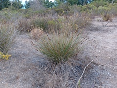 Juncus acutus leopoldii