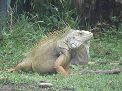 Iguana iguana