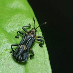 Uroplata fusca