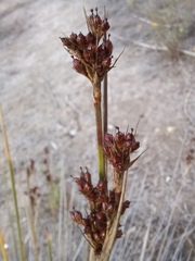 Juncus acutus leopoldii
