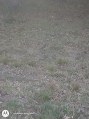 Turdus amaurochalinus