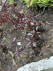 Alternanthera lanceolata