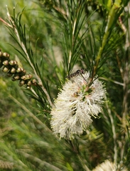 Melaleuca ericifolia