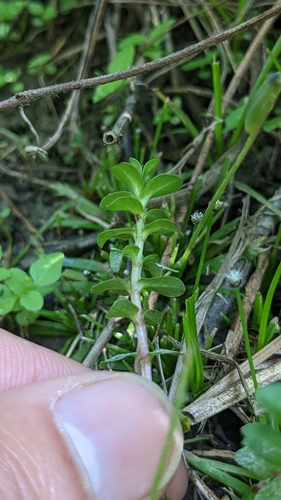 Image of Rotala indica by (c) Cheng-Te Hsu, some rights reserved (CC BY)