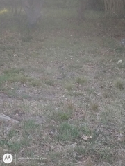 Turdus amaurochalinus