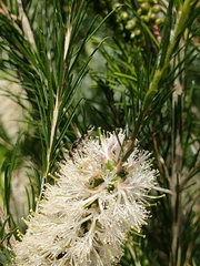 Melaleuca ericifolia
