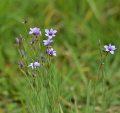 Sisyrinchium platense
